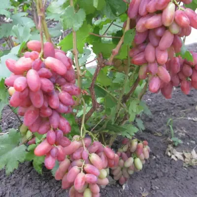 Виноград ЮЛИАН в Волжском