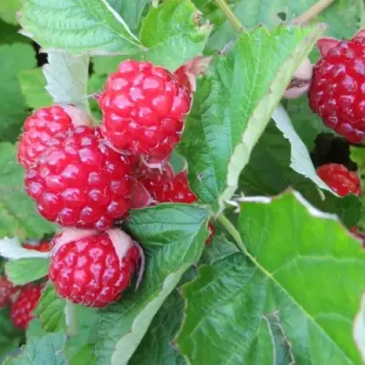 Ежемалина РЕД ДАЙМОНД в Волжском