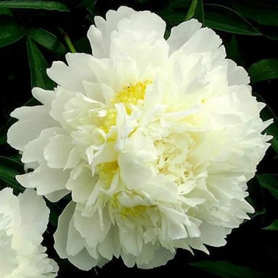 Пион ЗОЛОТОЙ ОРЕОЛ травянистый в Волжском