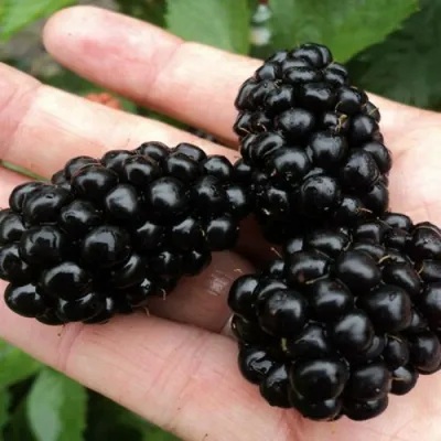 Ежевика ПОЛАР бесшипная в Волжском