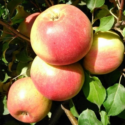 Яблоня ЭМБАССИ в Волжском