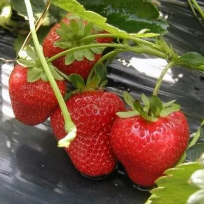 Клубника МОНТЕРЕЙ ремонтантная в Волжском