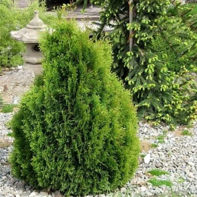 Туя МИКИ западная в Волжском