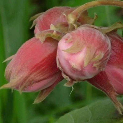 Фундук АКАДЕМИК ЯБЛОКОВ в Волжском