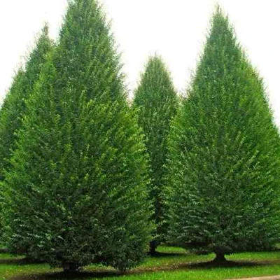 Граб  в Волжском