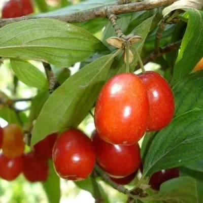 Кизил КОРАЛЛОВЫЙ МАРКА в Волжском