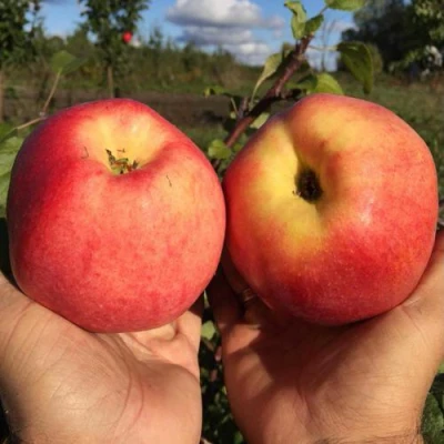 Яблоня КОВРОВОЕ стелющаяся в Волжском