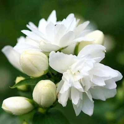 Жасмин ШНЕЕШТРУМ в Волжском