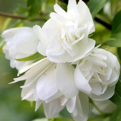 Жасмин МАНТО Д’ЭРМИН в Волжском