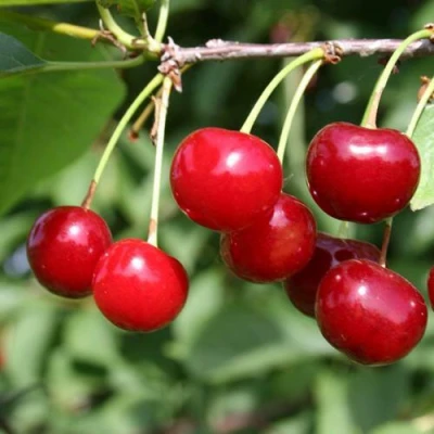 Вишня ЗАРАНКА в Волжском