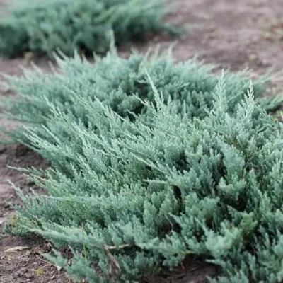 Можжевельник БЛЮ ЧИП горизонтальный в Волжском