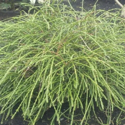 Туя ФИЛИФОРМИС   в Волжском