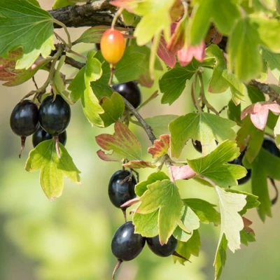 Смородина золотистая БЛЭЙКСТ в Волжском