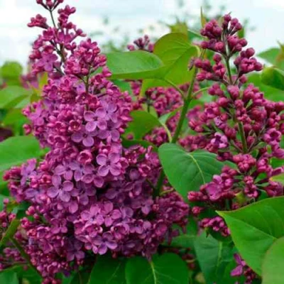 Сирень ЛЮДВИГ ШПЕТ в Волжском