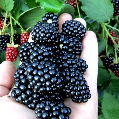 Ежевика ПОЛАР бесшипная в Волжском