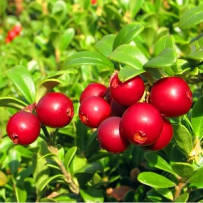 Брусника садовая РЕД ПЕРЛ в Волжском