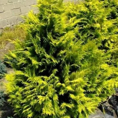 Кипарисовик ГОЛДЕН ВОНДЕР лавсона в Волжском