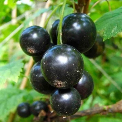 Смородина чёрная ЛЕНТЯЙ в Волжском