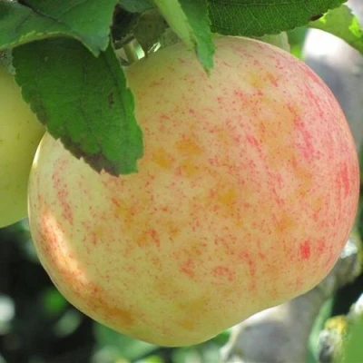 Яблоня ЛЕТНЕЕ СЛАДКОЕ в Волжском