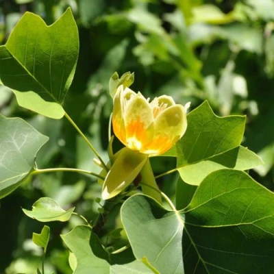 ЛИРИОДЕНДРОН тюльпанный в Волжском