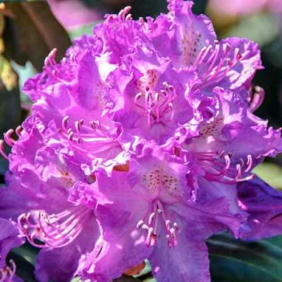 Рододендрон АЛЬФРЕД в Волжском