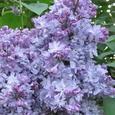 Сирень НЕБО МОСКВЫ в Волжском