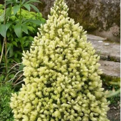 Ель МАЙГОЛД колючая в Волжском