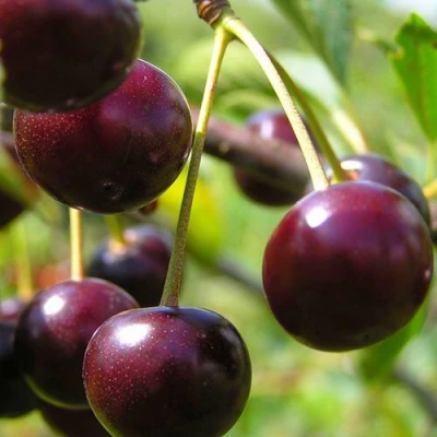 Вишня ЛИВЕНСКАЯ в Волжском