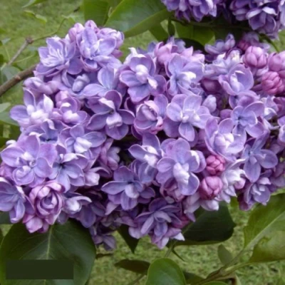 Сирень АМИ ШОТТ в Волжском