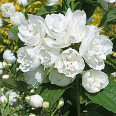 Жасмин махровый в Волжском