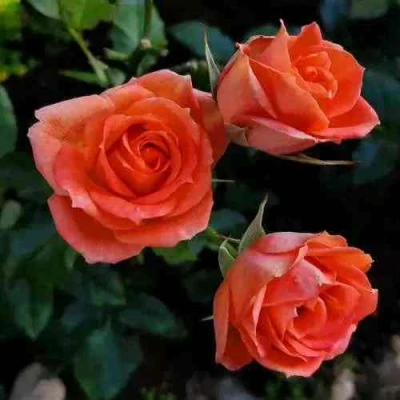 саженцы розы Оранж Джевел