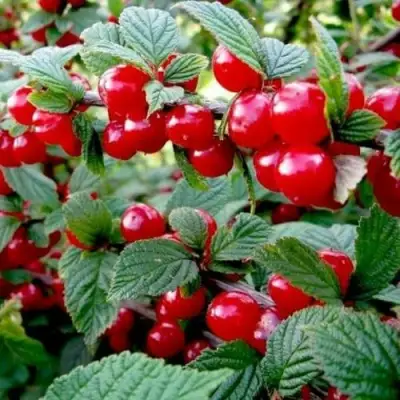 Вишня ВОСТОРГ войлочная в Волжском