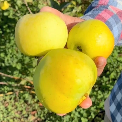 Яблоня КАЛУЖАНКА в Волжском