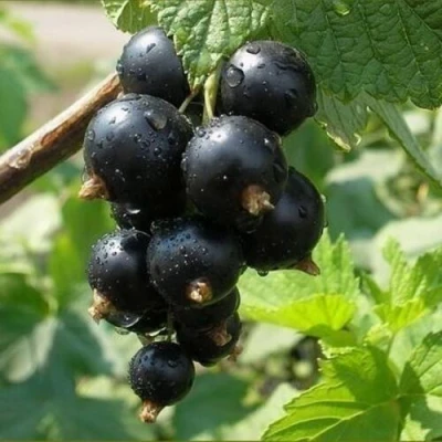 Смородина черная ПИГМЕЙ в Волжском