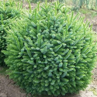 Ель НАНА сербская в Волжском