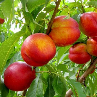 Нектарин ХАРБЛЕЙЗ в Волжском