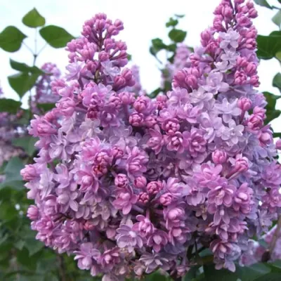 Сирень КОЛХОЗНИЦА в Волжском