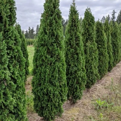 Туя ДЕГРУТ СПАЙР западная в Волжском