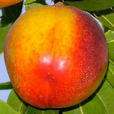 Нектарин ХАРБЛЕЙЗ в Волжском