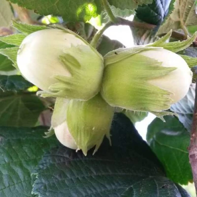 Фундук ЮННАТ в Волжском