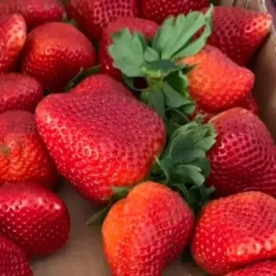 Клубника МОНТЕРЕЙ ремонтантная в Волжском
