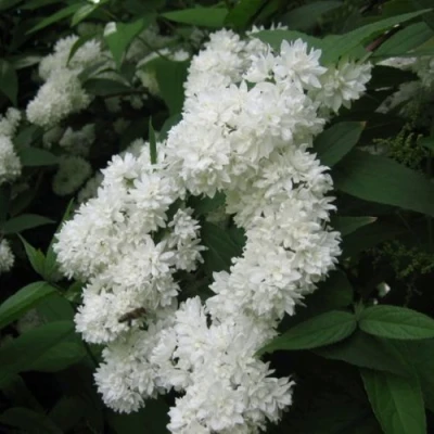 Дейция КАНДИДИССИМА шершавая в Волжском