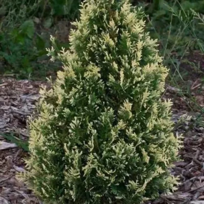 Туя БРАБАНТ ВАРИЕГАТТА западная в Волжском