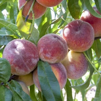 Персик ЗАРМЕНЮ в Волжском