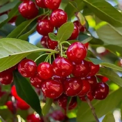 Вишня ГИРЛЯНДА в Волжском