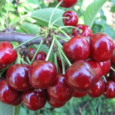 Вишня ДЕСЕРТНАЯ МОРОЗОВОЙ в Волжском