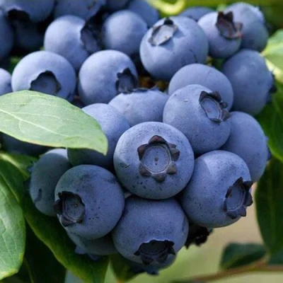 Голубика СПАРТАН в Волжском