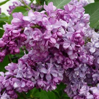 Сирень ГЕНЕРАЛ ПЕРШИНГ в Волжском