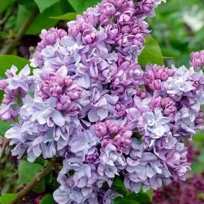 Сирень КАТЕРИНА ХАВЕМЕЙЕР в Волжском