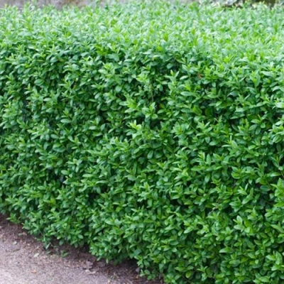 Бирючина обыкновенная АТРОВИРЕНС в Волжском